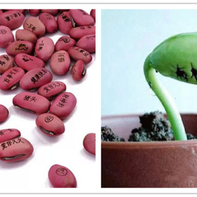魔豆，我的願望可以像花一樣綻放嗎？